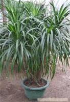 上海康馨園林綠化 龍血樹租賃價格、圖片、詳情及養護服務