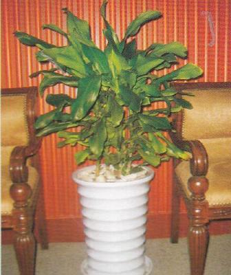 成都美匯園藝 專(zhuān)業(yè)室內(nèi)植物租擺與全方位園林綠化服務(wù)