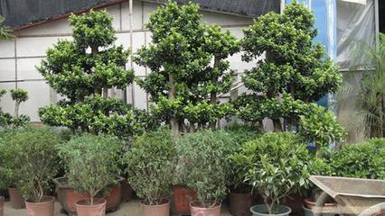 上海思羽園林綠化 專業(yè)花卉租賃，為寫字樓與生活空間注入自然生機(jī)