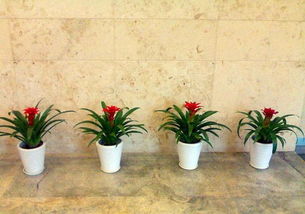 花卉綠植盆栽租賃出售園林綠化養(yǎng)護(hù)庭院設(shè)計草坪種植假山?jīng)鐾?深圳鮮花綠植 綠化植物租賃