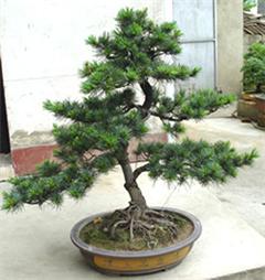 專業(yè)綠意，悅享空間 深圳電視臺攜手指定園藝公司打造高品質(zhì)室內(nèi)植物租擺與養(yǎng)護(hù)服務(wù)