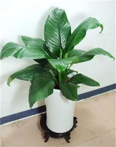 深圳南山園林綠化工程景觀設(shè)計 春季室內(nèi)植物租賃與養(yǎng)護(hù)指南